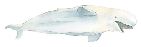 Beluga Whale Svg