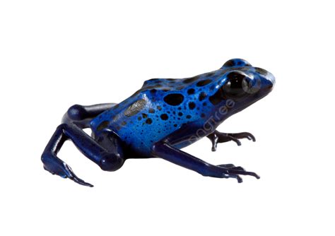 Blue Poison Dart Frog Dart Poison Suriname Brazil Arrow Png