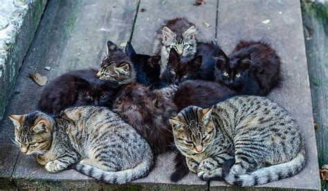 Australian Government Is Planning To Get Rid Of Two Million Feral Cats
