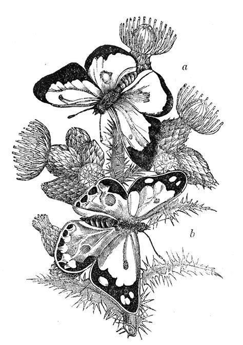 Vintage Image Black And White Butterflies The Graphics Fairy