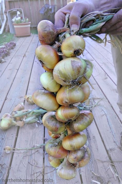 3 Great Ways To Store Onions Northern Homestead