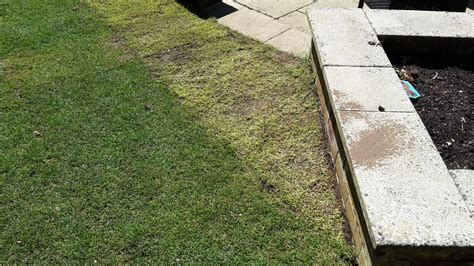 Concerns Over New Lawn I Would Appreciate Your Thoughts — Bbc