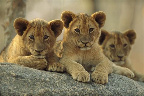 African Lion Three Cubs Resting Photograph By Tim Fitzharris Fine Art