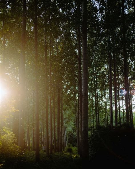 Free Picture Sunrays Sunny Forest Backlight Sun Landscape Tree
