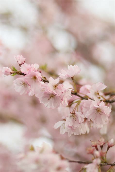 Prunus Accolade Flowering Cherry Tree Best Flower Site