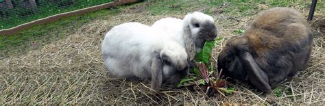 new to rabbits rabbit welfare association and fund rwaf