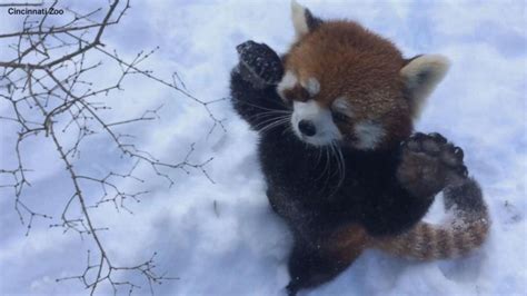 These Red Pandas Having Snow Much Fun Abc News