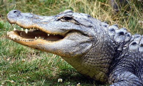 Alligator Vs Crocodile All 9 Differences Explained Nile Crocodile
