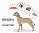 Tularemia in Dogs | VCA Animal Hospital