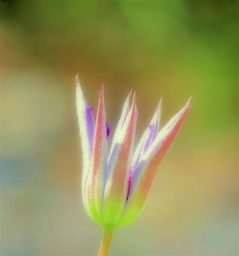 Clematis Bud Cropped Photograph By Mtbobbins Photography Fine Art