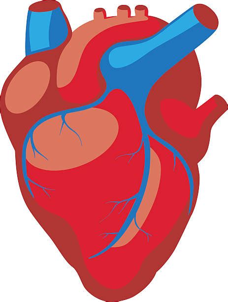 Cartoon Human Heart Illustrations Royalty Free Vector