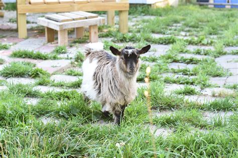 Jubilee Farm: Home to Mini Silky - Jubilee Farm: Home to Mini Silky Fainting Goats | Facebook