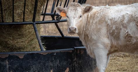 Growing Calves Without Wheat Pasture Focus Of Osu Webinars Oklahoma