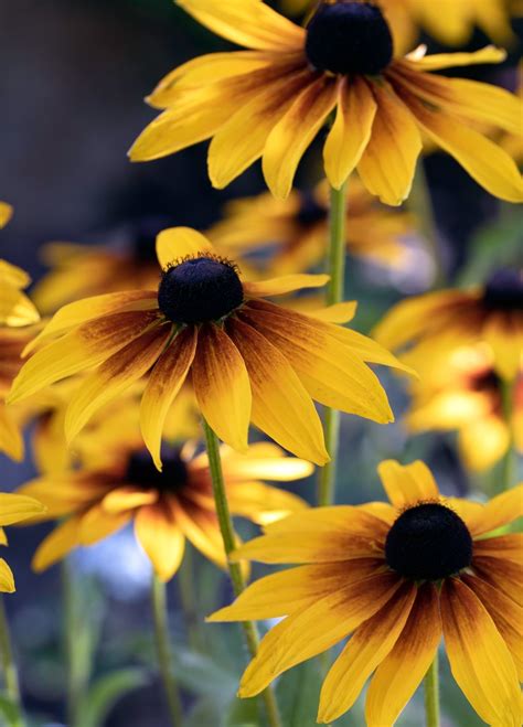 Black Eyed Susans Download This Photo By Dustin Humes On Unsplash
