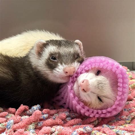 Which One Looks Better Baby Ferrets Ferret Cute Ferrets