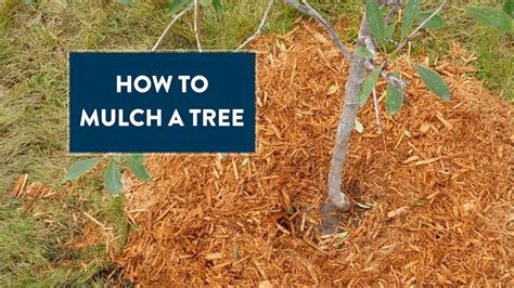 How To Mulch A Tree Youtube