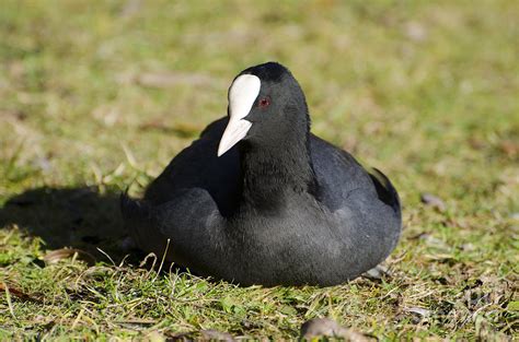 Black Duck Photograph By Mats Silvan