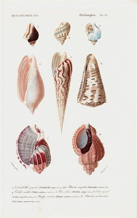 1869 Antique Seashell Lithograph Sea Shells Etsy Antique Prints