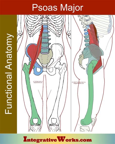 Psoas Major Functional Anatomy Integrative Works