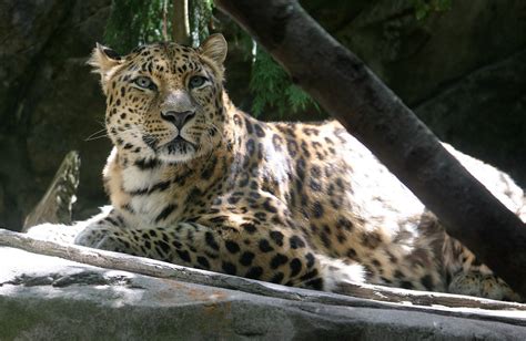Let Us Help Save Our Planet Amur Leopard A Critically Endangered