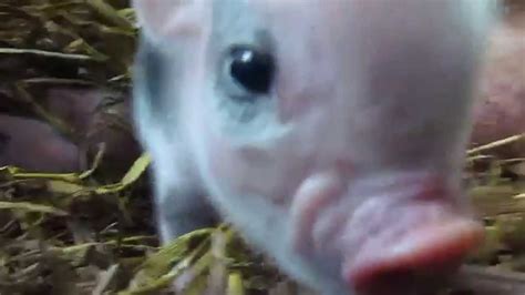 Day Old Micro Piglets Feeding Youtube
