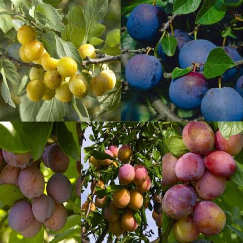 The rootstock that the fruit trees are grafted onto will determine the size that the tree will grow into when mature. PLUM TREE - Multi-Variety Fruit Tree - PLUM - 5 varieties ...
