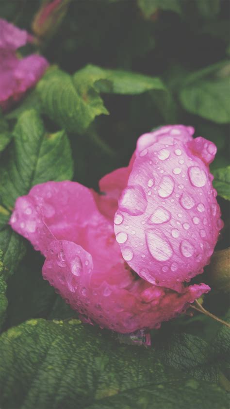 Free Images Blossom Leaf Botany Pink Flora Rain Drop Flower