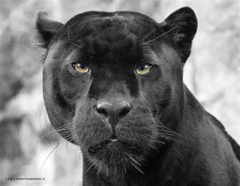 Close Up A Black Jaguar Black Panthers Nature Tour All Nature Black
