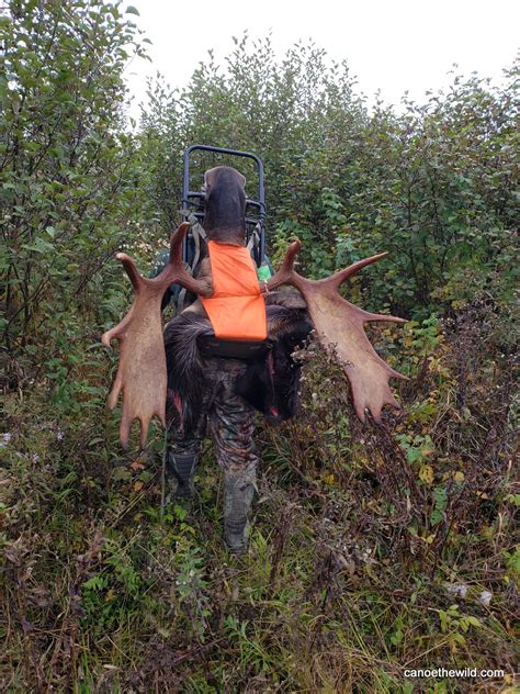 Quartering Maine Moose Packout Canoe The Wild