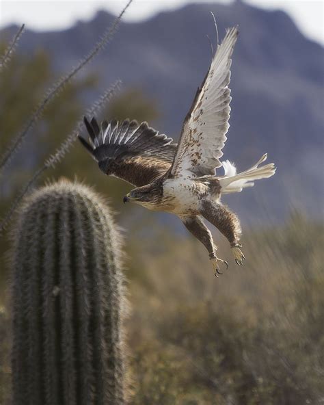 Look Out Desert Animals Birds Of Prey Bald Eagle