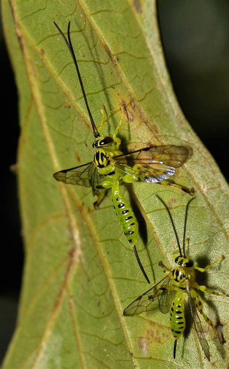 Female Yellow Banded Ichneumon Wasps Xanthopimpla Sp Pi Flickr