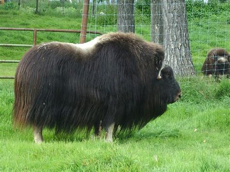 Musk Ox Farm A Photo On Flickriver