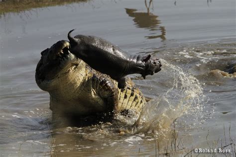 Crocodile Chronicles The Dramatic Ambush Of A Baby Hippo By A