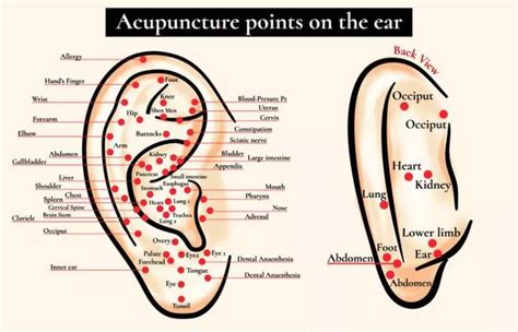 Acupuncture Points In The Ear Chart