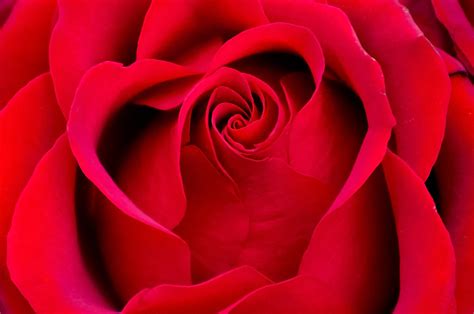 Most Beautiful Red Rose Flowers