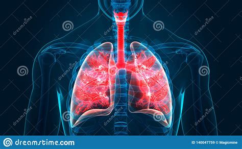 Human Body Organs Respiratory System Lungs Anatomy Stock Illustration