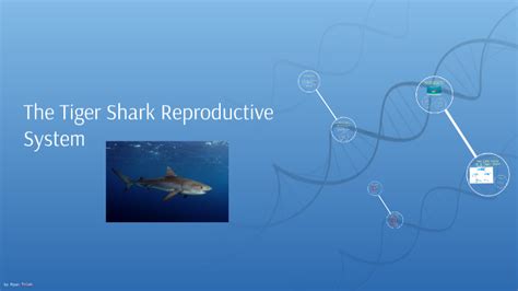 Tiger Shark Reproduction System By Ryan K