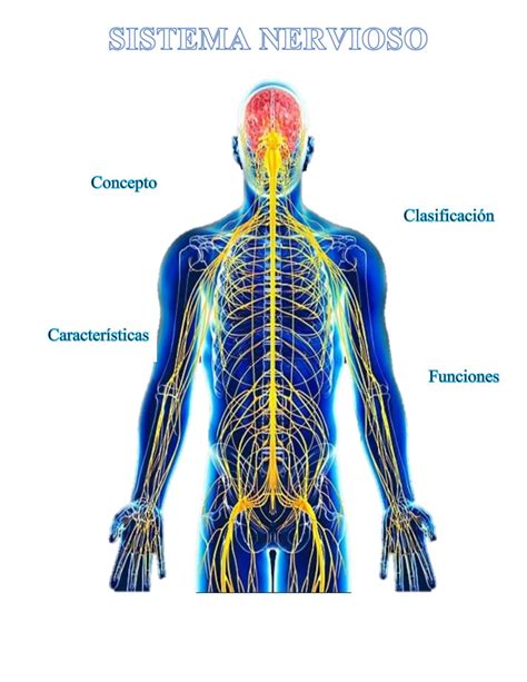 Sistema Nervioso Sistema Nervioso Images
