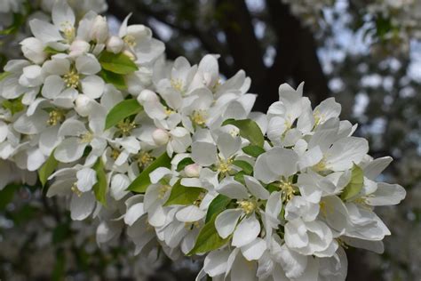 √ダウンロード Spring Snow Flowering Crabapple Tree 164336 How Fast Does A