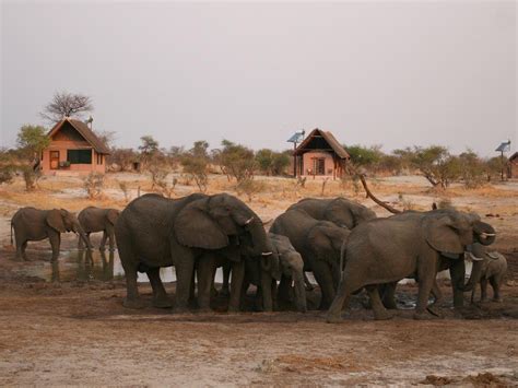 Elephant Sands Lodge Drive Botswana