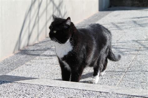 The rules are that a person must completely finish chewing and swallowing 6 salted saltine crackers in one minute without help from liquids or lubrication. Can Cats Eat Salt? - Pet Orb