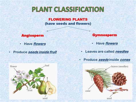 Science 101 Plant Classification In 2021 Plant Classification Parts Riset