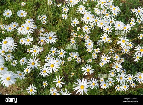Chrysanthemum Field Hi Res Stock Photography And Images Alamy