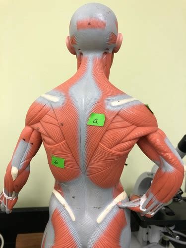 Aandp 1 Upper Limb Muscle Lab Flashcards Quizlet