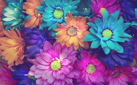 Teal Pink Blue And Orange Flowers Hd Wallpaper Wallpaper Flare