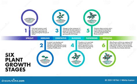Plant Growth Stages Infographics Vector Modern Poster Showing Six