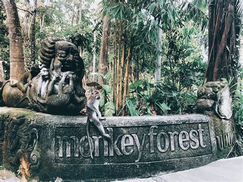 Tiket Masuk Monkey Forest Ubud Keunikan Fasilitas Dan Tips