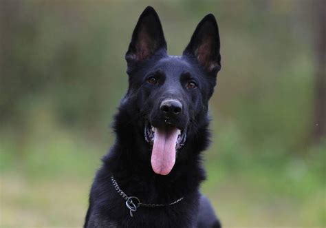 Black German Shepherd The Ultimate Breed Profile