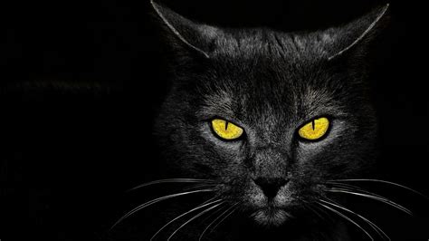 1920x1080 Wild Black Cat Yellow Eyes Black Cat Wild Yellow Eyes
