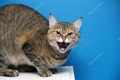 Angry Cat Stock Photo By ©atveretinova 42278989